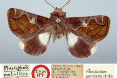 Plusiophaes metallica