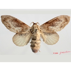 /filer/webapps/moths/media/images/B/balia_Weirdonia_AF_Albert.jpg