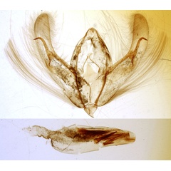 /filer/webapps/moths/media/images/T/trixysta_Athetis_GMHT_MNHN_3502.jpg