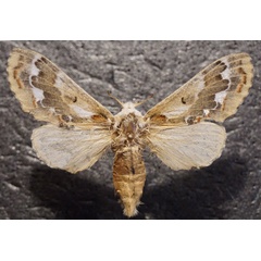 /filer/webapps/moths/media/images/A/acaciae_Streblote_AF_Stroehle.jpg