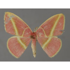 /filer/webapps/moths/media/images/F/fowleri_Pulchralata_A_ZSM_01.jpg