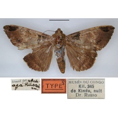 /filer/webapps/moths/media/images/R/russoi_Achaea_HT_RMCA_01.jpg