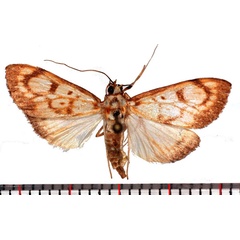 /filer/webapps/moths/media/images/T/thermographa_Chalcidoptera_AF_Poltavsky.jpg