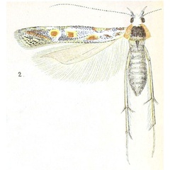 /filer/webapps/moths/media/images/I/iospila_Paltodora_HT_Meyrick_4-2.jpg