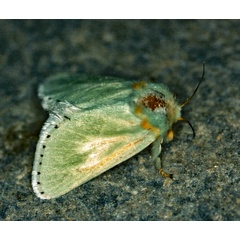 /filer/webapps/moths/media/images/A/amoena_Coenobasis_A_Roland_01_8f6LZI5.jpg