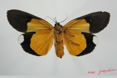 Eligma gloriosa