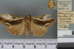Rahona compseuta