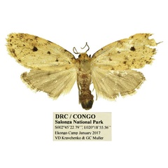 /filer/webapps/moths/media/images/O/orbiculata_Siccia_AF_Mueller.jpg