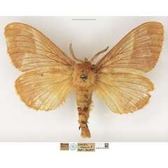 /filer/webapps/moths/media/images/V/venosa_Lebeda_STM_NHMUK.jpg