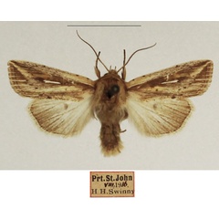 /filer/webapps/moths/media/images/P/pyrostrota_Mythimna_AM_TMSA_02.jpg