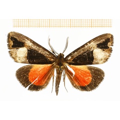 /filer/webapps/moths/media/images/B/banaka_Sarothroceras_AM_DePrins.jpg