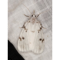/filer/webapps/moths/media/images/M/marshalli_Cyana_A_Heyns_01.jpg