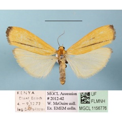 /filer/webapps/moths/media/images/T/termineola_Muxta_A_MGCLa_03.JPG