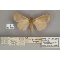 /filer/webapps/moths/media/images/T/tumiditermina_Ophiusa_PTF_OUMNH_02.jpg