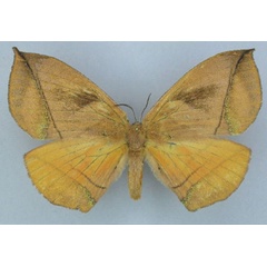 /filer/webapps/moths/media/images/S/sciron_Acrojana_AF_Ihle.jpg