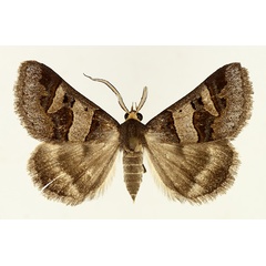 /filer/webapps/moths/media/images/C/contraria_Cerocala_AM_TMSA_01.jpg