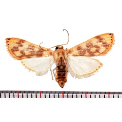 /filer/webapps/moths/media/images/C/citrina_Obtusipalpis_AF_Poltavsky.jpg