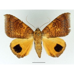 /filer/webapps/moths/media/images/E/euryplaga_Achaea_AF_Basquin.jpg