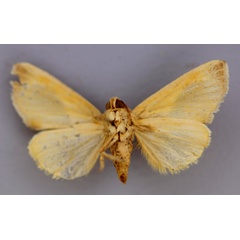 /filer/webapps/moths/media/images/M/metaxantha_Acontia_A_RMCA_02.jpg