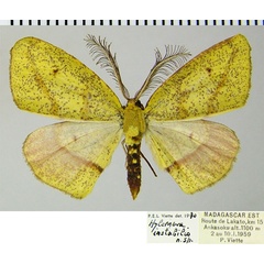 /filer/webapps/moths/media/images/I/instabilis_Hylemera_AM_ZSMa.jpg