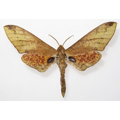 /filer/webapps/moths/media/images/P/phyllis_Platysphinx_AM_Basquin_03.jpg