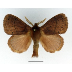 /filer/webapps/moths/media/images/B/brunnea_Philotherma_AM_Basquin_02.jpg