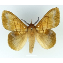 /filer/webapps/moths/media/images/H/heres_Lechriolepis_AM_Basquin_02.jpg