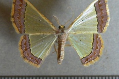 Zamarada regularis regularis