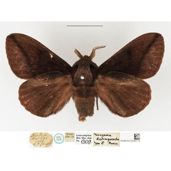 /filer/webapps/moths/media/images/D/distinguenda_Taragama_STM_NHMUK.jpg