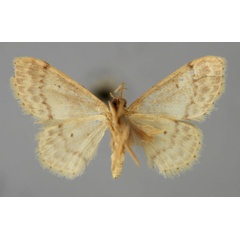 /filer/webapps/moths/media/images/A/agrammaria_Idaea_A_ZSM_02.jpg