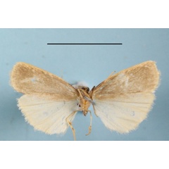 /filer/webapps/moths/media/images/I/interstiteola_Pusiola_A_MGCLb_02.JPG