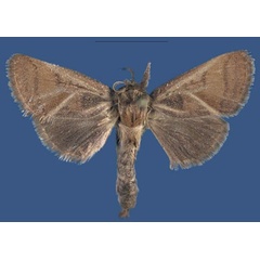 /filer/webapps/moths/media/images/J/juliusmathiui_Kayamuhakaia_HT_SMNS_minyUh1.jpg