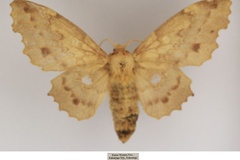 Mimopacha bryki
