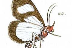 Stemonoceras leucomelas