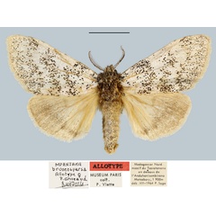 /filer/webapps/moths/media/images/B/bruneosparsa_Mpanjaka_AT_MNHN.jpg