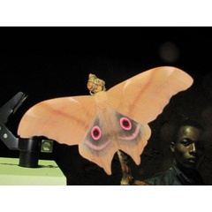 /filer/webapps/moths/media/images/T/truncata_Imbrasia_A_Stanton.jpg