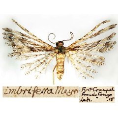 /filer/webapps/moths/media/images/I/imbrifera_Alucita_HT_BMNH.jpg