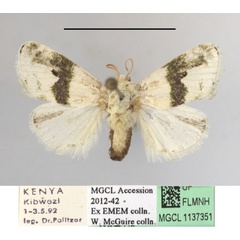 /filer/webapps/moths/media/images/L/luxuriosa_Niphadolepis_A_MGCLa_03.JPG