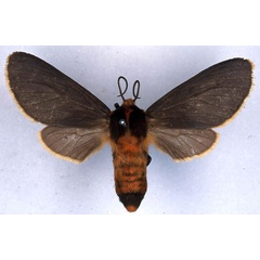 /filer/webapps/moths/media/images/F/flaviciliata_Metarctia_PLT_BMNH_01.jpg