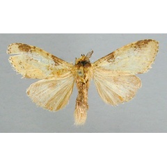 /filer/webapps/moths/media/images/J/jaspidea_Boscawenia_A_RMCA_04.jpg