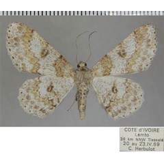 /filer/webapps/moths/media/images/O/oculata_Cleora_AF_ZSM_01.jpg