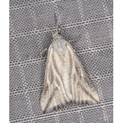 /filer/webapps/moths/media/images/V/variabilis_Argyrophora_A_Heyns_02.jpg