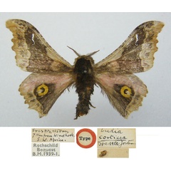 /filer/webapps/moths/media/images/C/corticea_Ludia_STF_NHMUKa.jpg