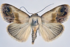 Negeta ruficeps