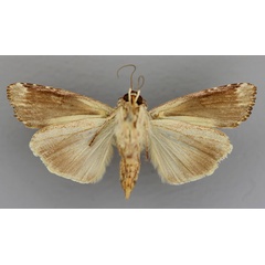 /filer/webapps/moths/media/images/V/versicolora_Callixena_A_RMCA_02.jpg