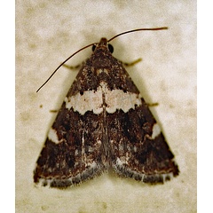 /filer/webapps/moths/media/images/A/aethiops_Pseudozarba_A_Roland_01.jpg