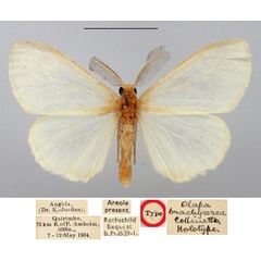 /filer/webapps/moths/media/images/B/brachycerca_Olapa_HT_BMNH.jpg