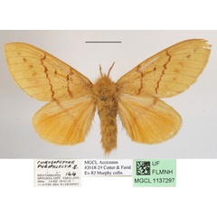 /filer/webapps/moths/media/images/P/pyriphlecta_Chrysopsyche_AF_MGCLa_02.JPG
