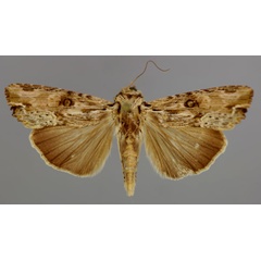 /filer/webapps/moths/media/images/S/subterminalis_Callixena_A_RMCA_01.jpg