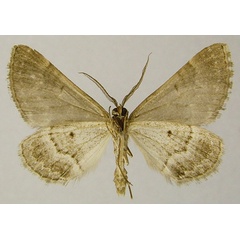 /filer/webapps/moths/media/images/M/moerdycki_Parortholitha_HT_ZSMb.jpg